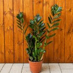 Zamiokulkas (Zamioculcas zamifolia) ´RAVEN´ - výška 30-40 cm, kont. C2L